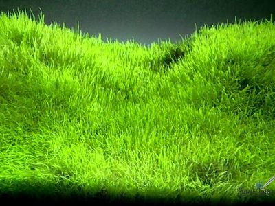 UTRICULARIA GRAMINIFOLIA/ УТРИКУЛЯРИЯ ГРАМИНИФОЛИЯ (меристемная)