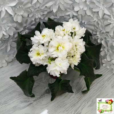 МК-Белая Кувшинка (М. Карпова) 2022 г.