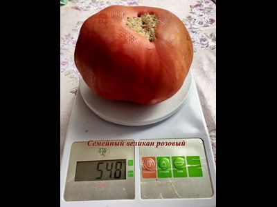 Томат Семейный великан