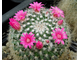 Mammillaria hahniana - 5 семян