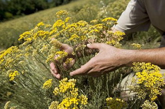 Гидролат Бессмертник Helichrysum arenarium (цветы) 250 мл