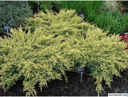 Можжевельник Дрим Джой - Dream Joy