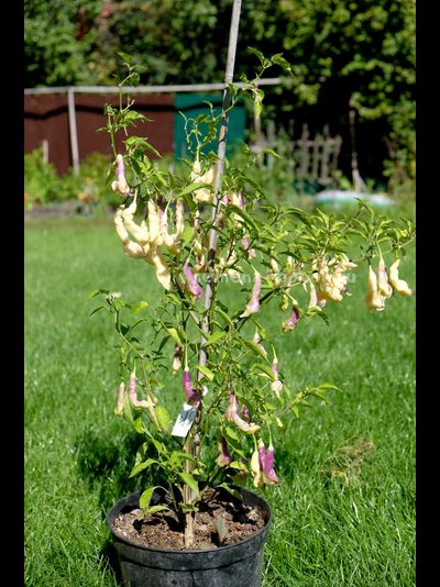 Перец острый Aji Confusion (Ахи Конфуз), 10 шт