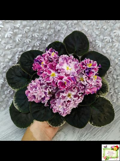 ТФ-Confetti (Т. Фурлетова) 2024 г.