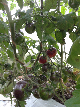 Семена томата Королева ночи