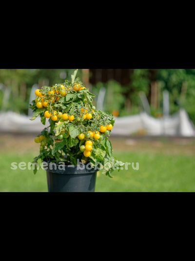 Hahms Gelbe topftomate (Желтый горшечный томат Хамса), 10 шт