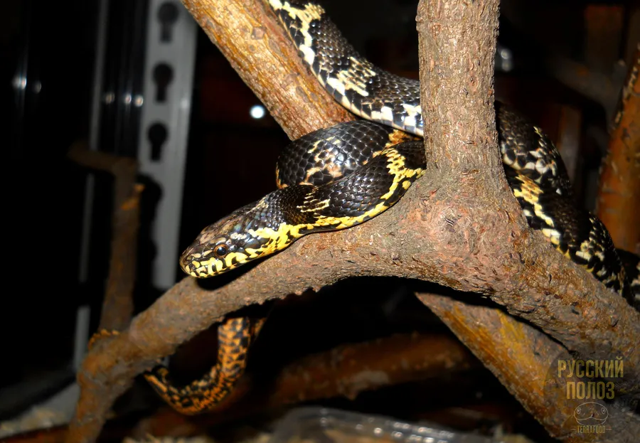 Амурский полоз, Полоз Шренка, Русский полоз, Elaphe shrenckii