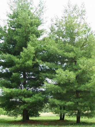 Сосна Белая (Pinus strobus) 5 мл - 100% натуральное эфирное масло