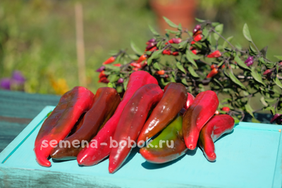 Перец сладкий The Godfather (Крестный Отец), 10 шт