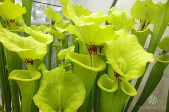 Sarracenia Flava var. Rugelii