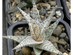 Aloe (Алоэ)