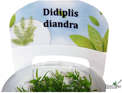 Дидиплис диандра (меристемный)