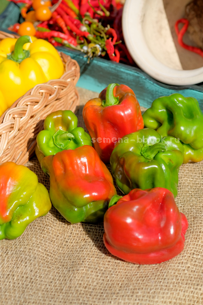 Перец сладкий Громозека БУФ, 10 шт