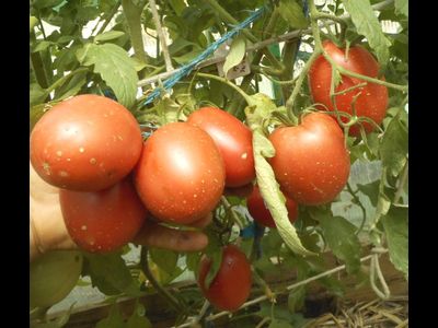 Томат Воловье сердце минусинское