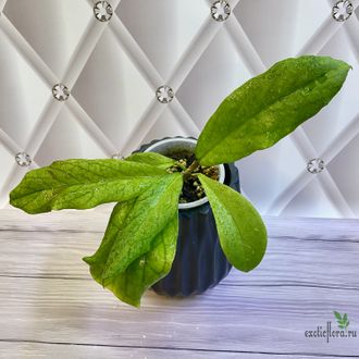 14/02/2025 hoya ranauensis