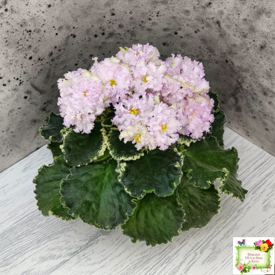 АВ-Богатая Невеста (Фиалковод) 2020 г.