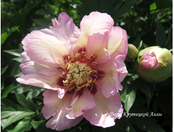 Пион Pastel Splendour (Пастель Сплендор)