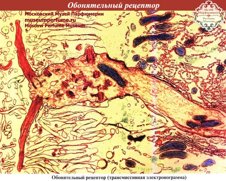 Духи, Парфюм, Парфюмерия | Обоняние — Как Это Работает?