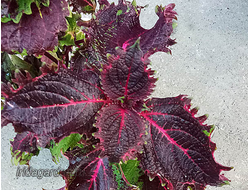 Колеус Struning