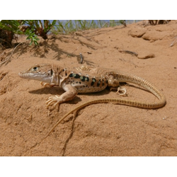 Быстрая ящурка (Eremias velox)