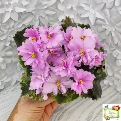 АВ-Поющие Пески (Фиалковод) 2021 г. (гёрл-листья с кроновой пестролистностью)