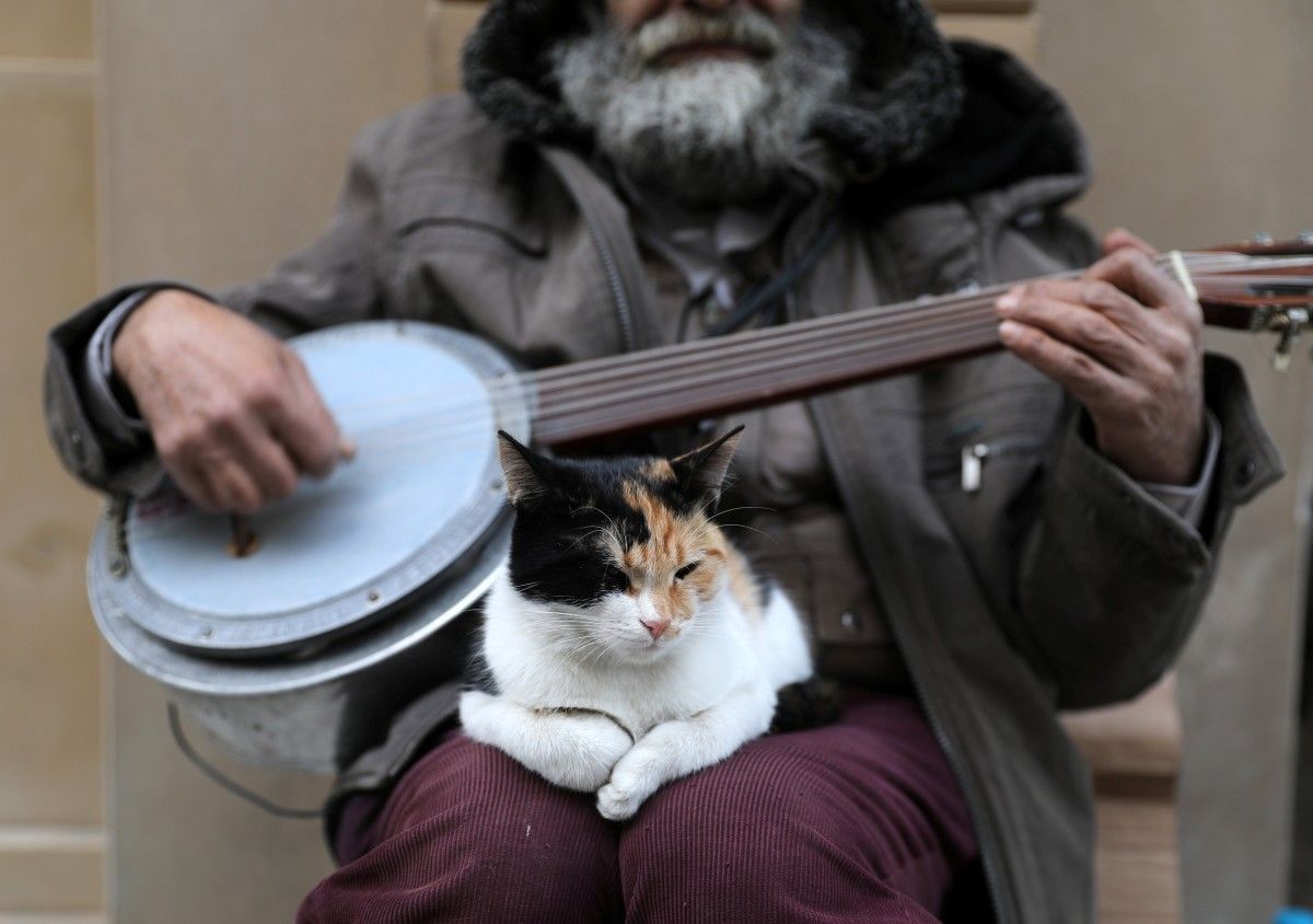 Коты в стамбуле
