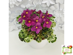 Mac's Pizzicato Paradise (G.McDonald) (лист укоренённый)