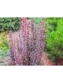 Барбарис тунберга 'Helmond Pillar'