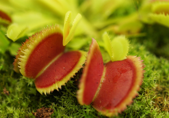 Dionaea muscipula "Green Piranha"