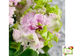 ЛЕ-Денди (Е. Лебецкая) 2011 г. (сортовой стартер)