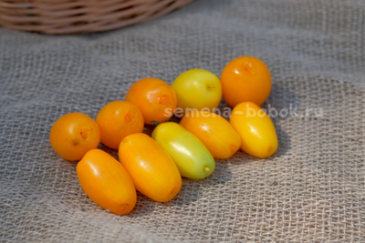 Dwarf Banana Toes (Гном Банановые пальчики), 10 шт