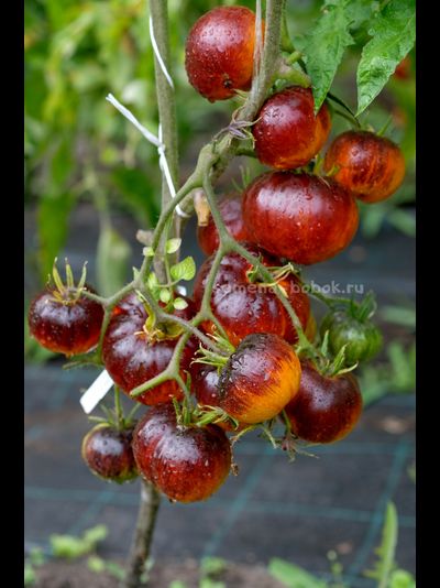 Томат Strangelove (Странная Любовь), 10 шт