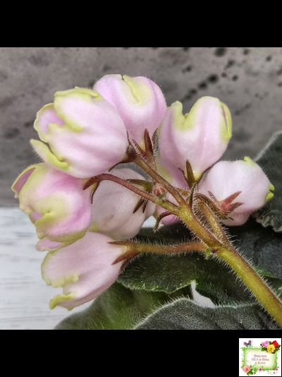 ЛЕ-Ландыши (Е. Лебецкая) 2020 г. (пестролистный лонг)