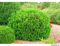 Туя западная Вудварди - Woodwardii