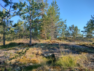 Пешая прогулка "Щельга: ледниковое прошлое Заонежья"