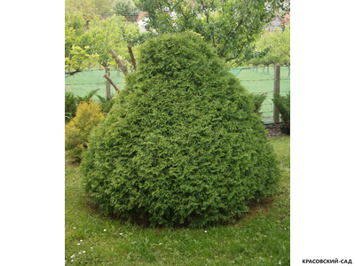 Туя Рекурвата - Recurvata