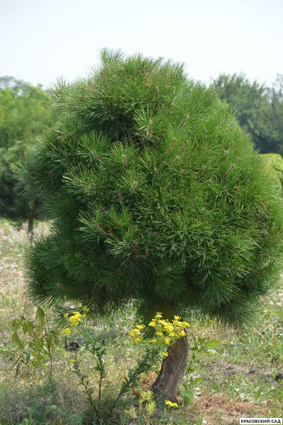 Сосна кедровая австрийская - Pinus Nigra Austriaca