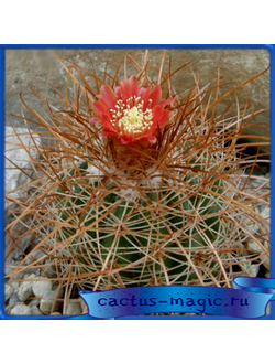 Parodia axiosa