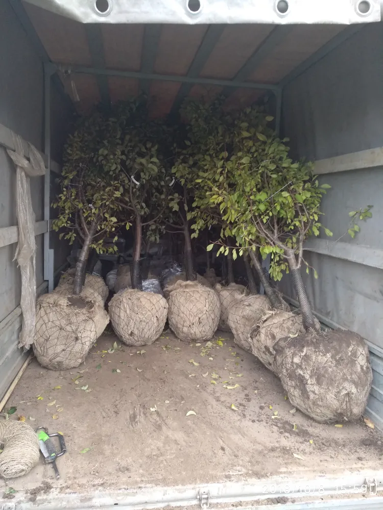 Плодовые 5-7лет