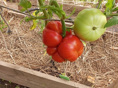 Томат Олимпийский огонь