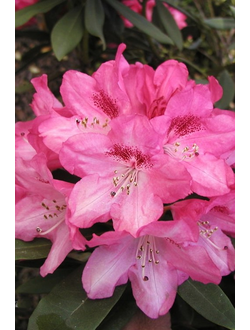 Рододендрон Sneezy