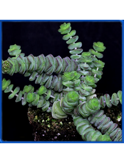 Crassula marnieriana