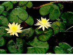 Нимфея Мексикана