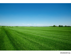 Рулонный газон ДеЛюкс