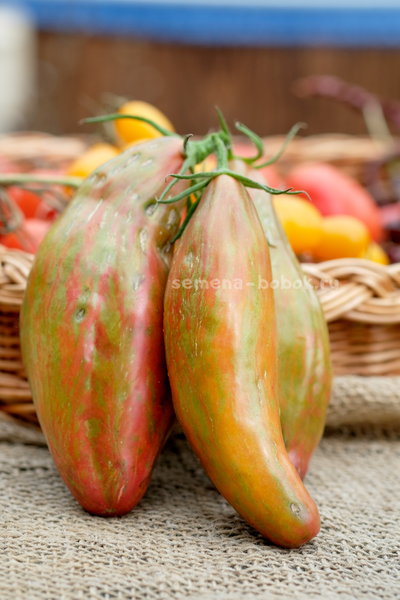 Томат Зеленый Тюльпан, 5 шт