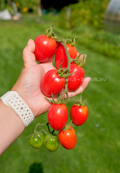 Томат Алма-Атинский Красный Тюльпан, 10 шт.