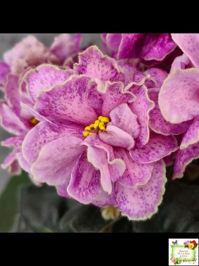 АВ-Шиповник (Фиалковод) 2021 г. (гёрл-листва)