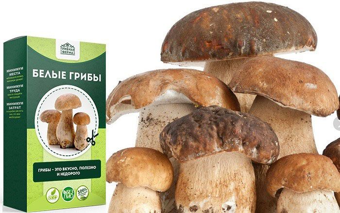 Грибница Домашняя Купить Интернет Магазин