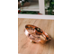 Аламбик 10л с колонной и с линзой  Португалия (CopperCrafts) арт.1033