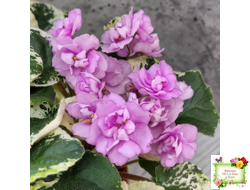 Alameda Trail (P.Harris) трейлер (лист посажен 06.10.25)